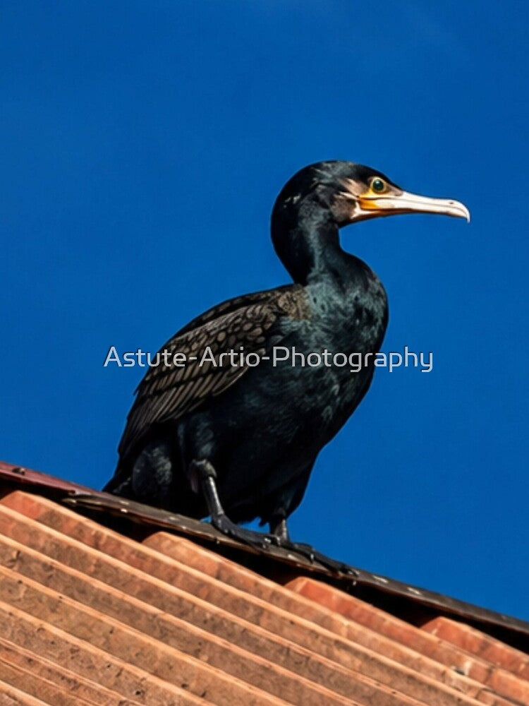 Cormorant perched on rooftop in Whitby by Astute-Artio-Photography