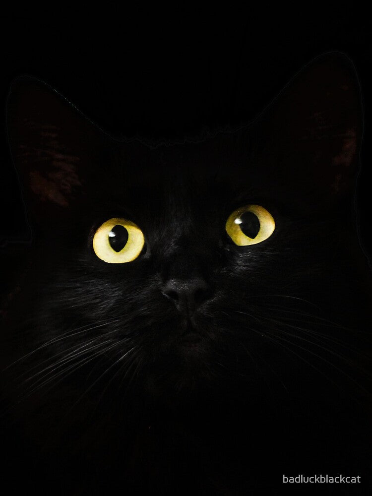 Black Cat by badluckblackcat