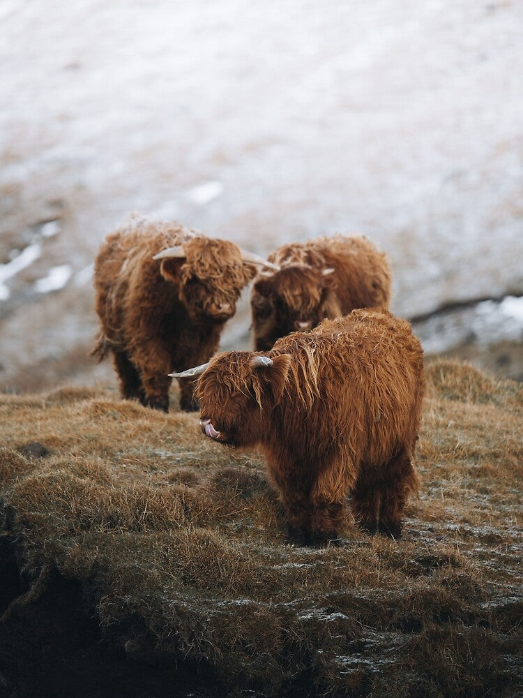 Highland Cow - Scottish highland calves by anass002