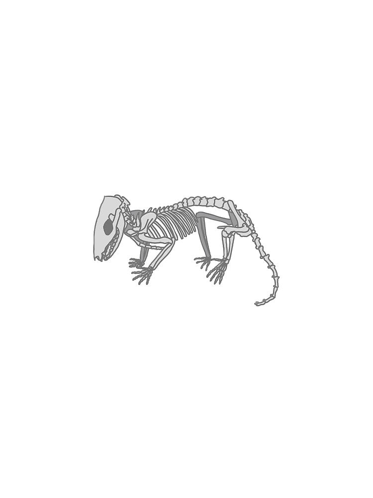 Opossum Anatomy by katiek-franklin