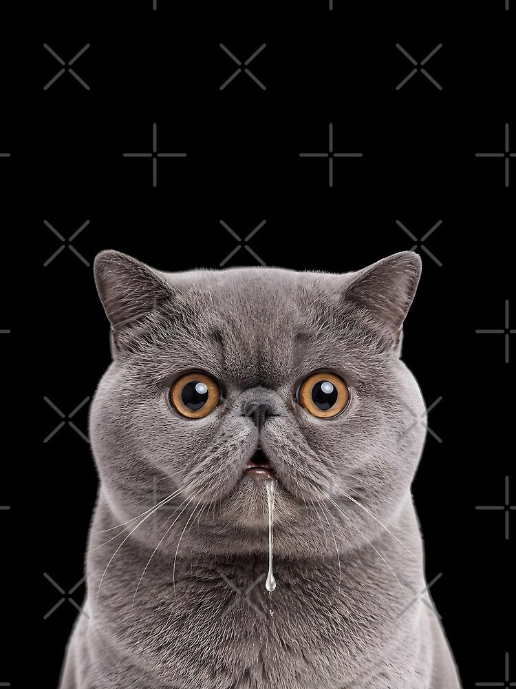 Drooling British Shorthair Cat Meme by teeperfect