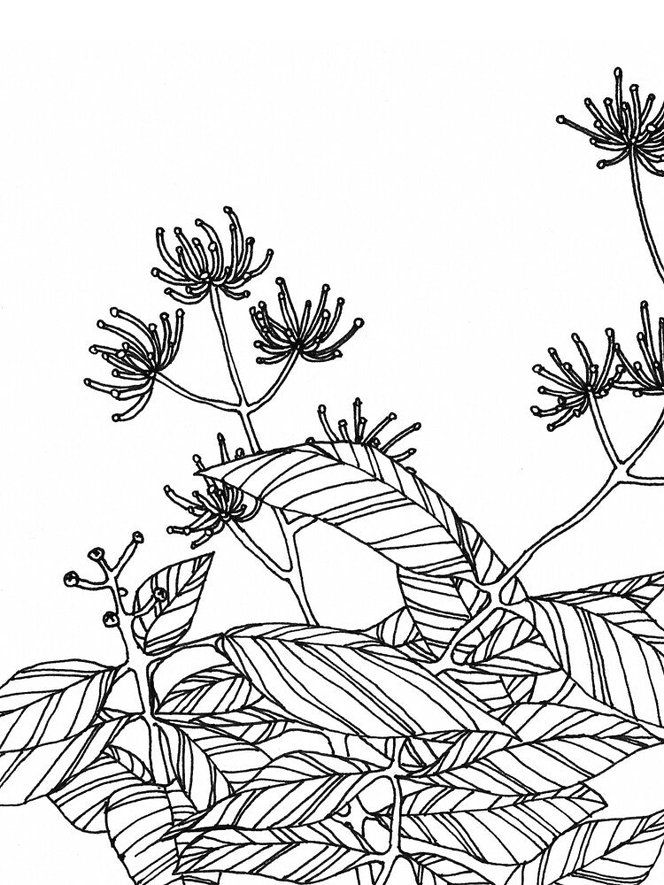 Weird Flowers by jaycejvr