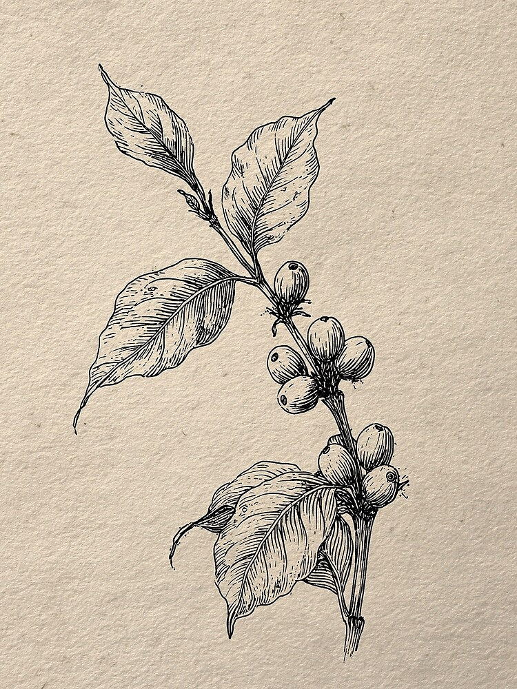 Botanical Branch With Berries Line Drawing by Visual Foundry