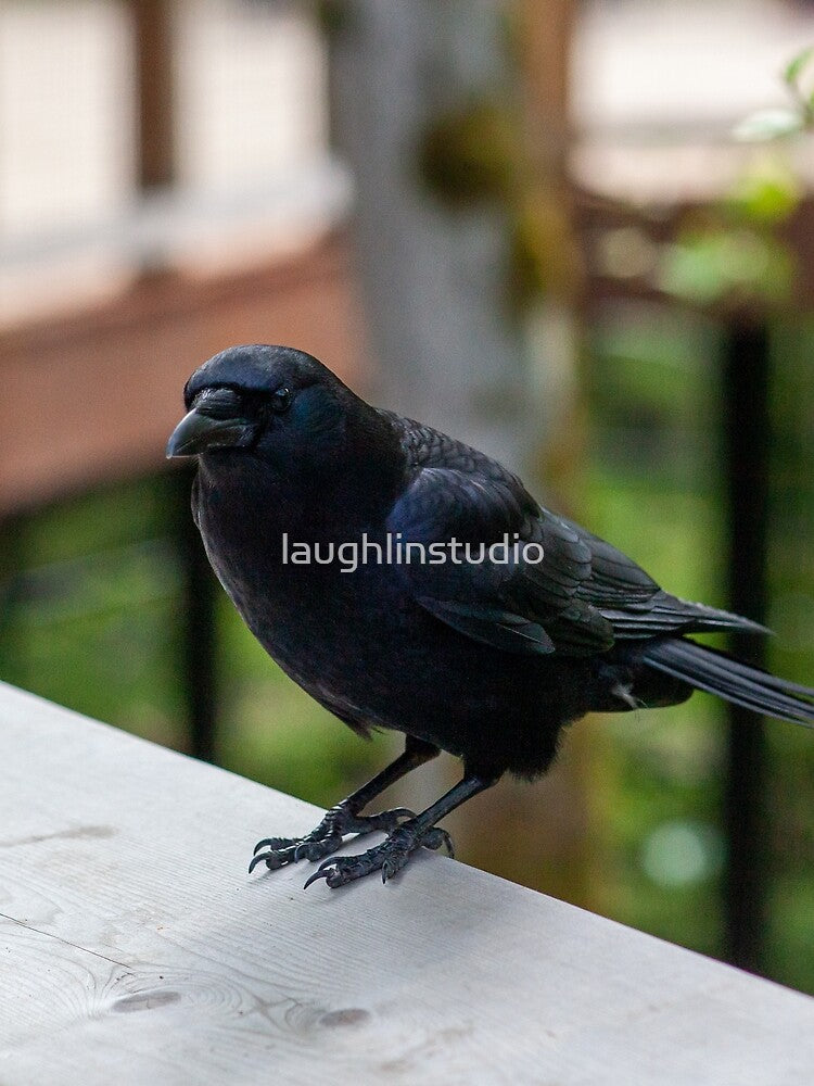 Black Bird by laughlinstudio