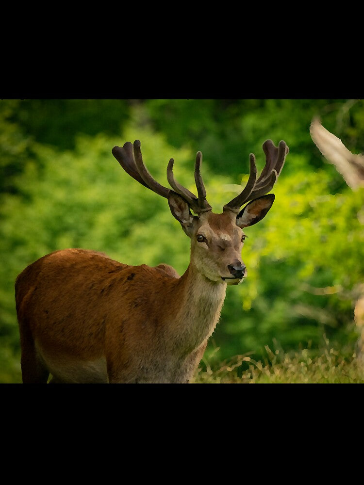 stag 5 by ethperez6445vc