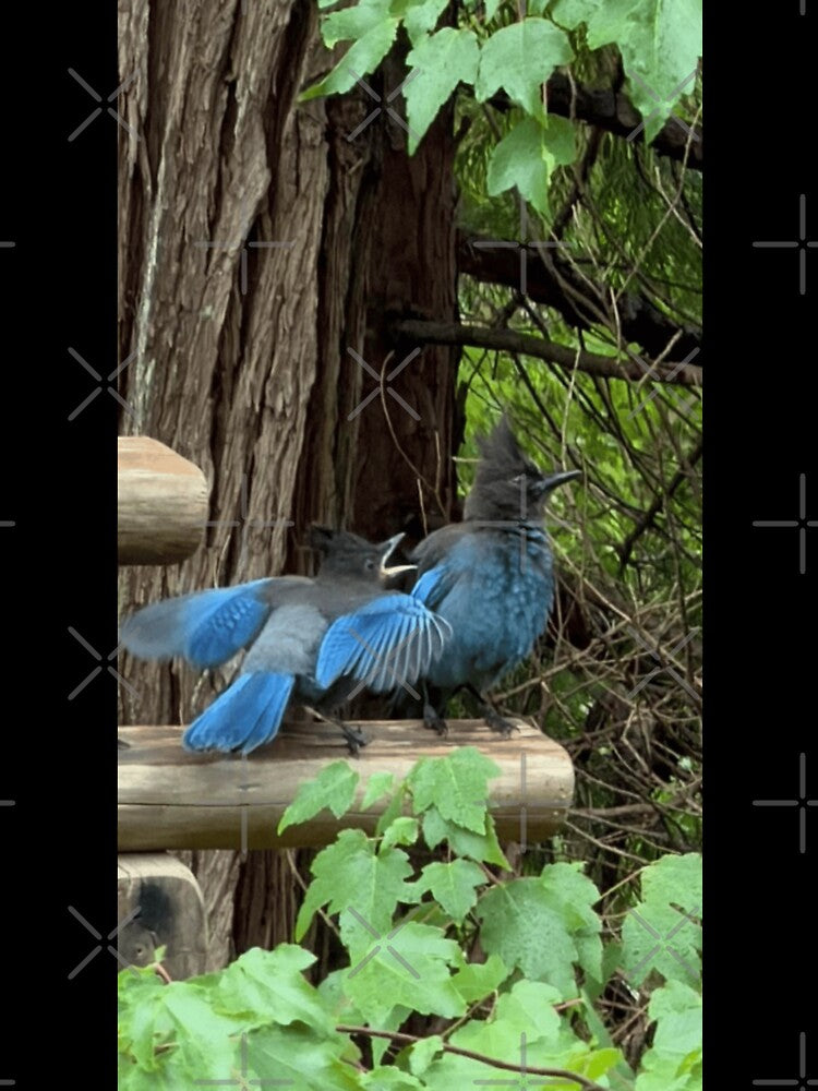 Steller's Jays in the Ivy by WigOutlet