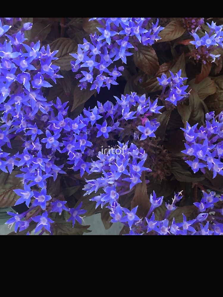 Lavender -Purple color flowers by Iritof by iritof