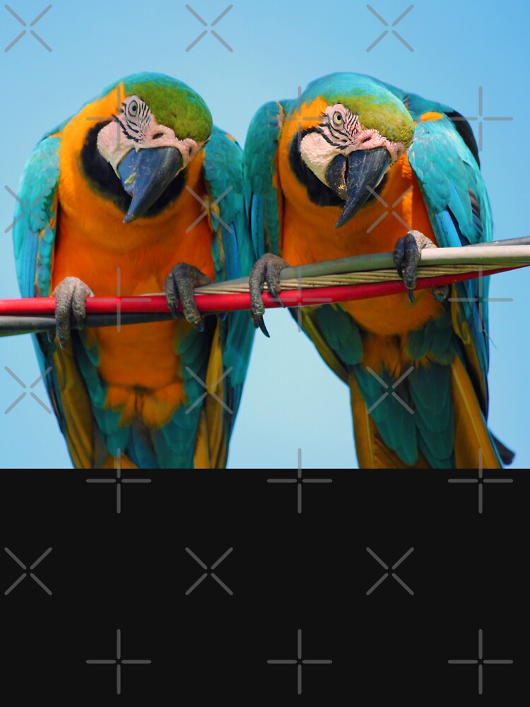 Two nosy parrots are watching you by urban-color