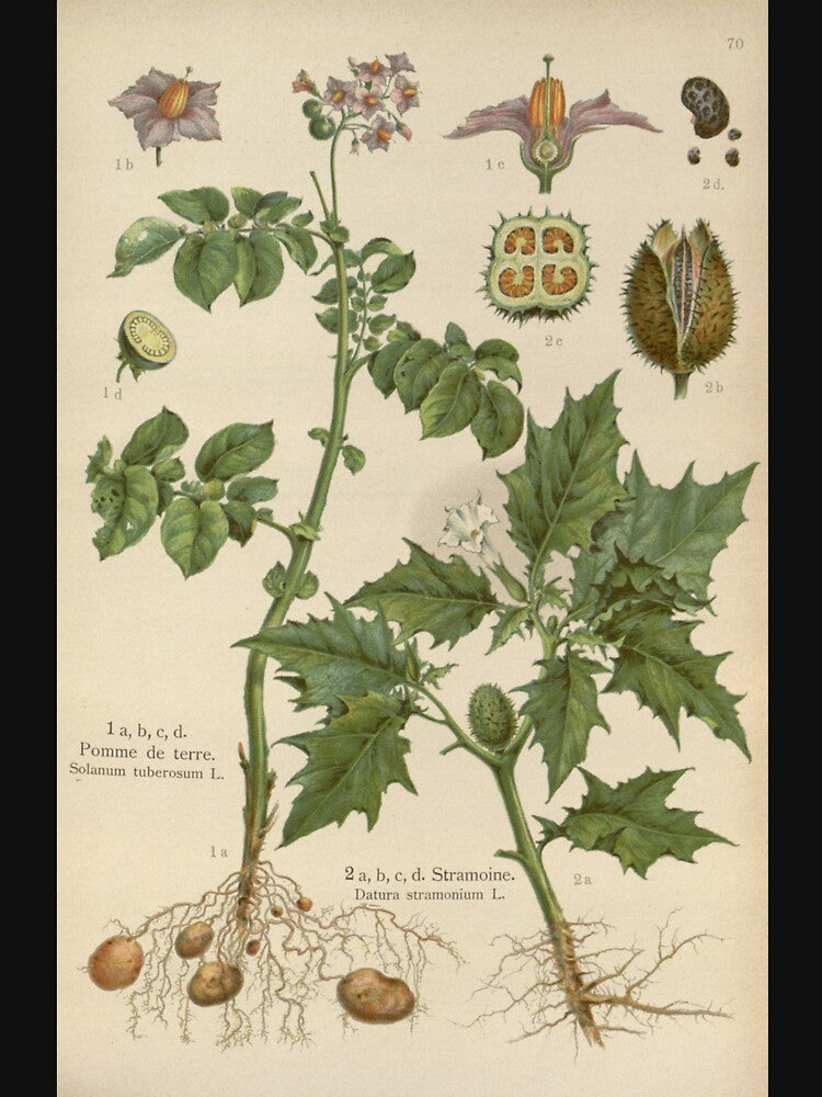 vintage botanical by Txxmstore