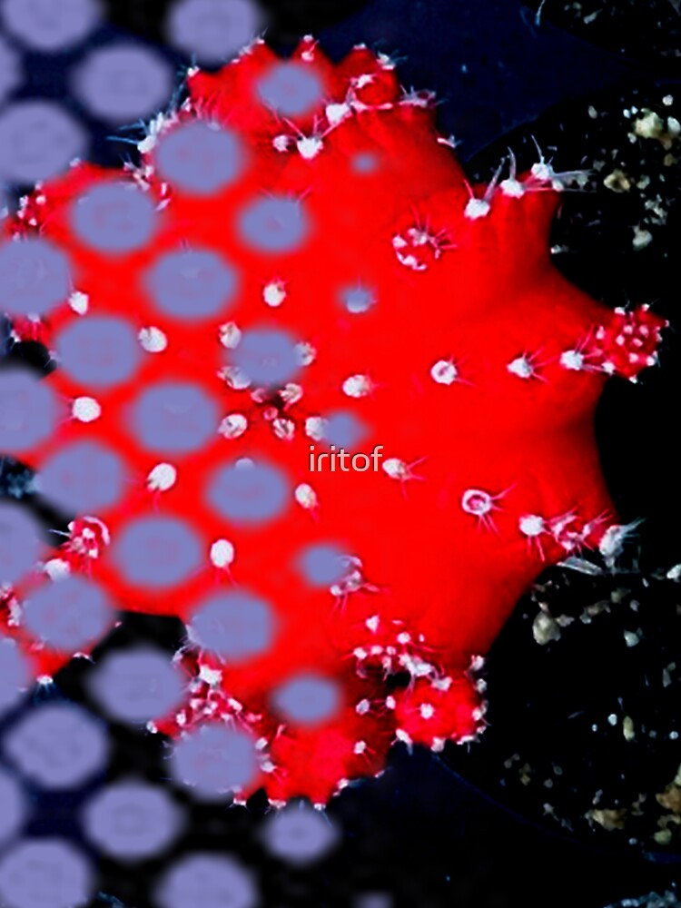 Cacti in red pink & Yellow by Iritof by iritof