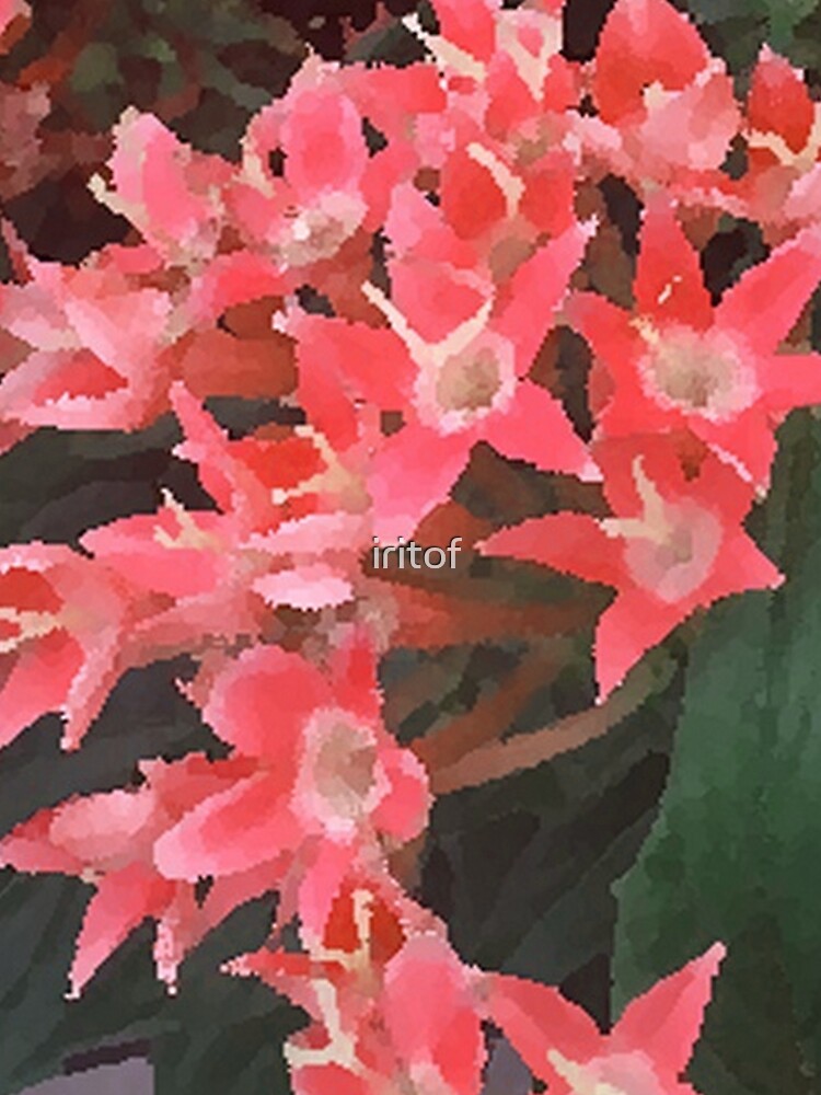 Salmon- Pink flowers  by Iritof by iritof