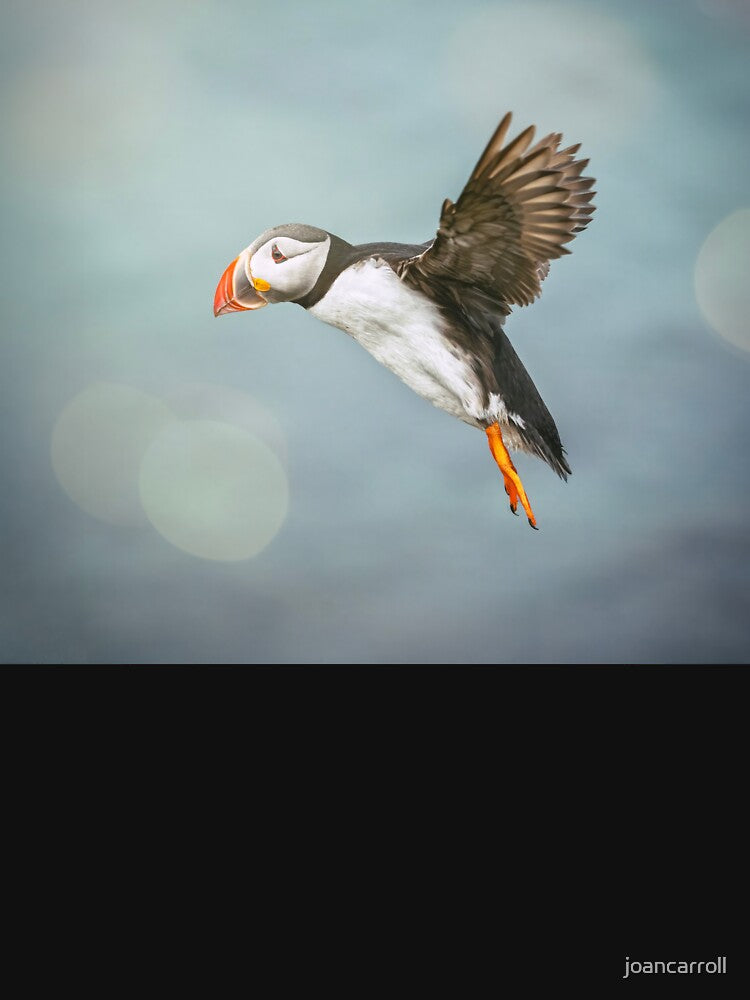 Puffin in Flight Iceland by PhotoArt by Joan Carroll