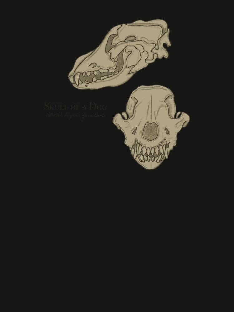Skull Diagram by Em Kohout
