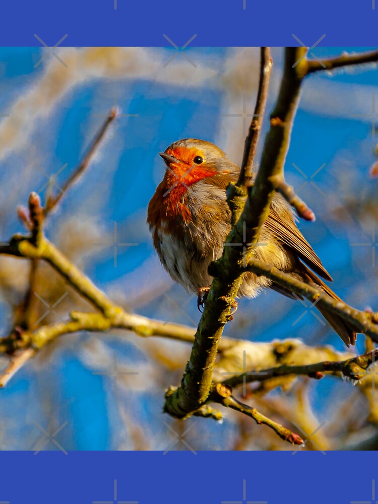 Robin watching me watching him! by Dalyndigital Photography