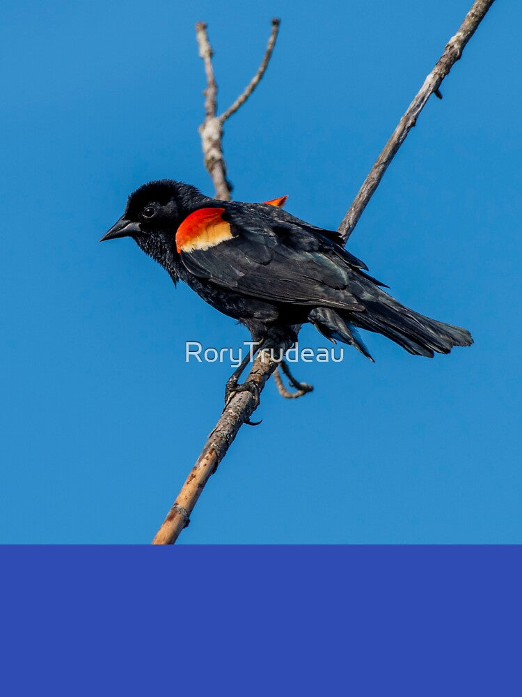 birds singing by RoryTrudeau
