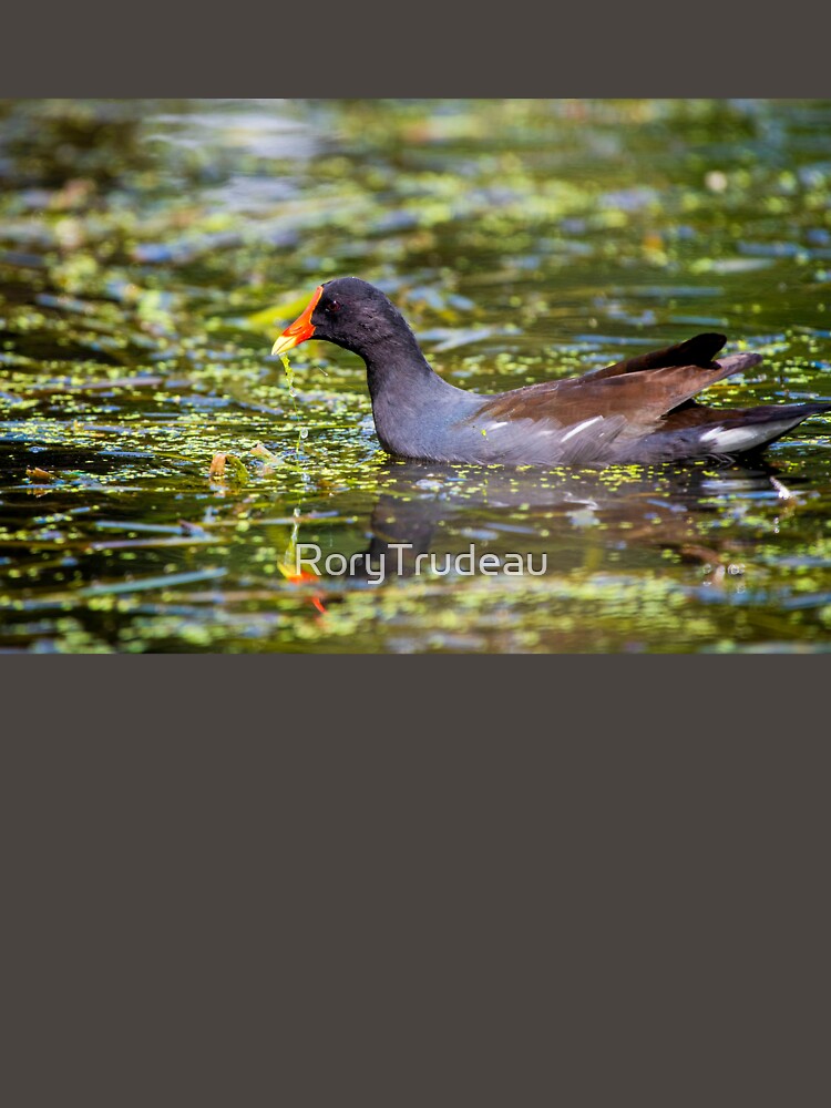 Cootie just swimming by RoryTrudeau