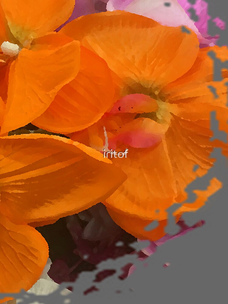 Orange shades Orchids  by Iritof by iritof