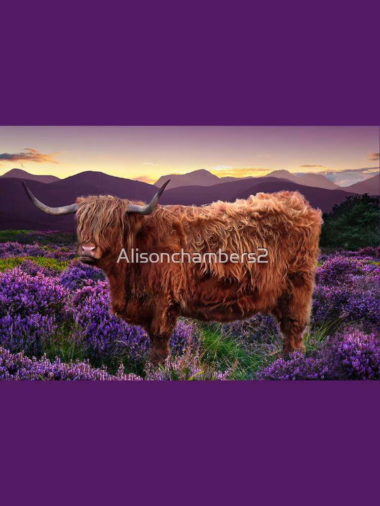 Highland Cow by Alisonchambers2