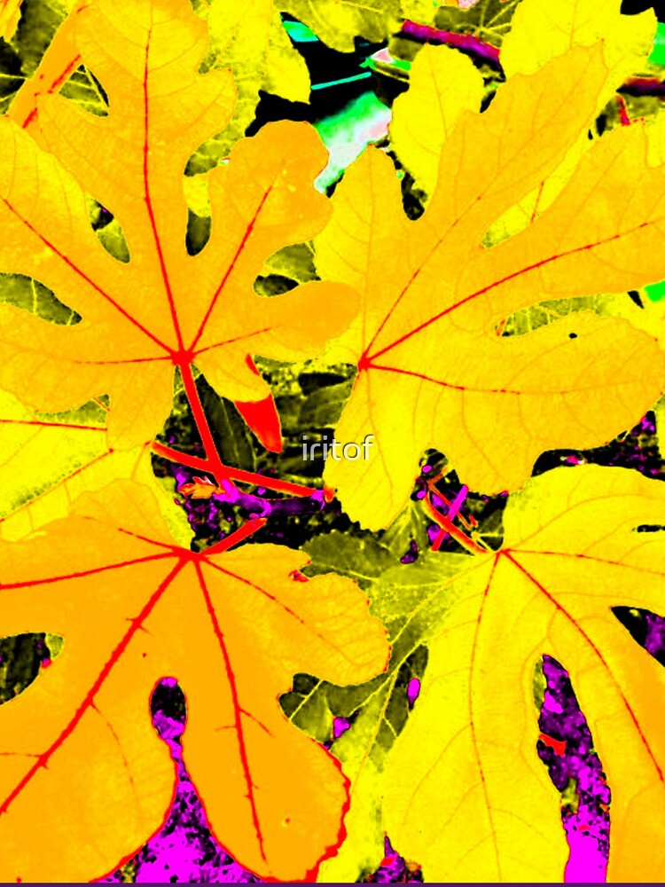 Fall  leaves Yellow Purple Red By Iritof by iritof
