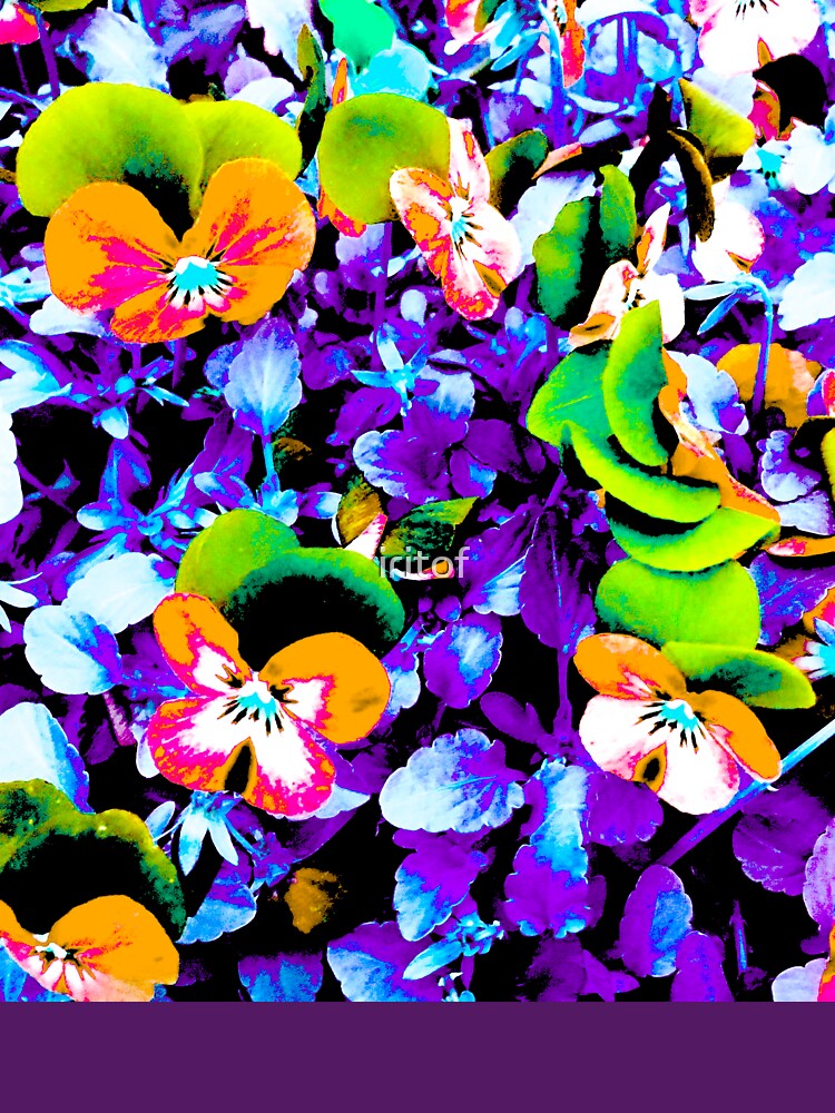 Pansy flowers in Purple & Orange by Iritf by iritof