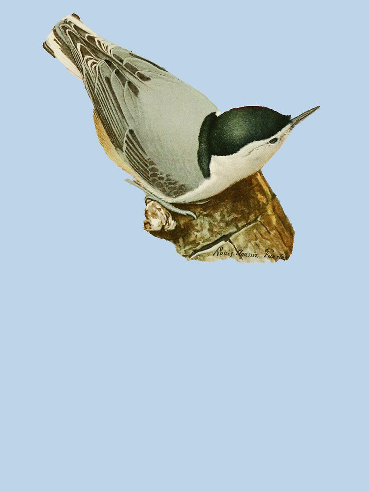 Nuthatch by HiddenWalnuts