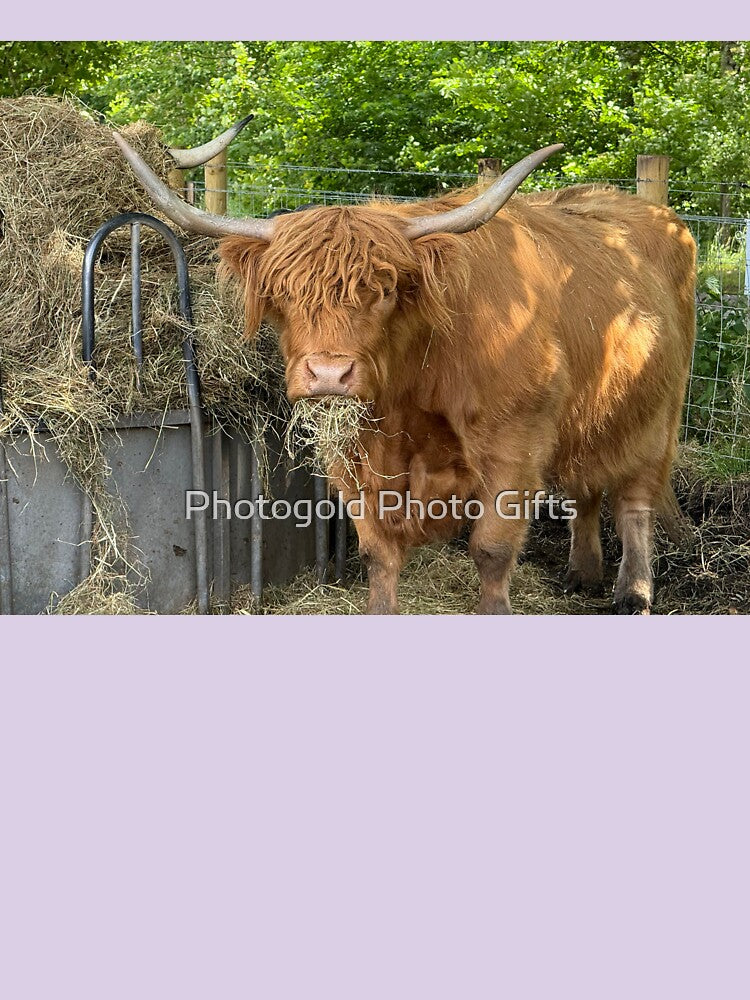 Highland cow chewing the cud by Photogold Photo Gifts