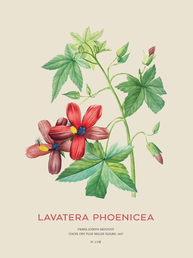 Lavatera Phoenicea or Phoenician mallow flower by Vintagrafica
