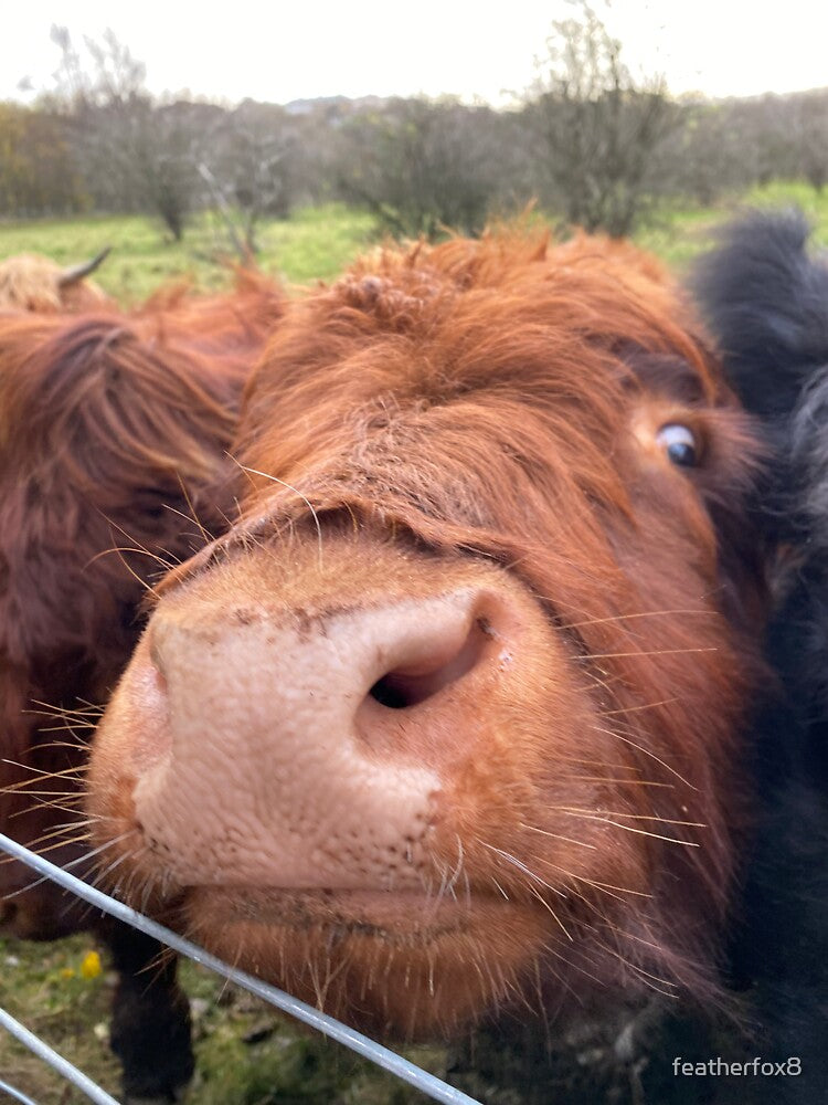 Highland coo by featherfox8