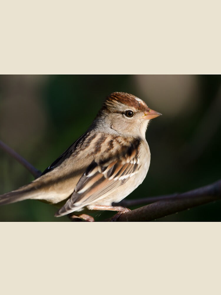 Female White-crowned Sparrow by rodmacpherson