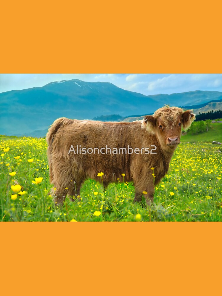 Highland Cow Calf by Alisonchambers2