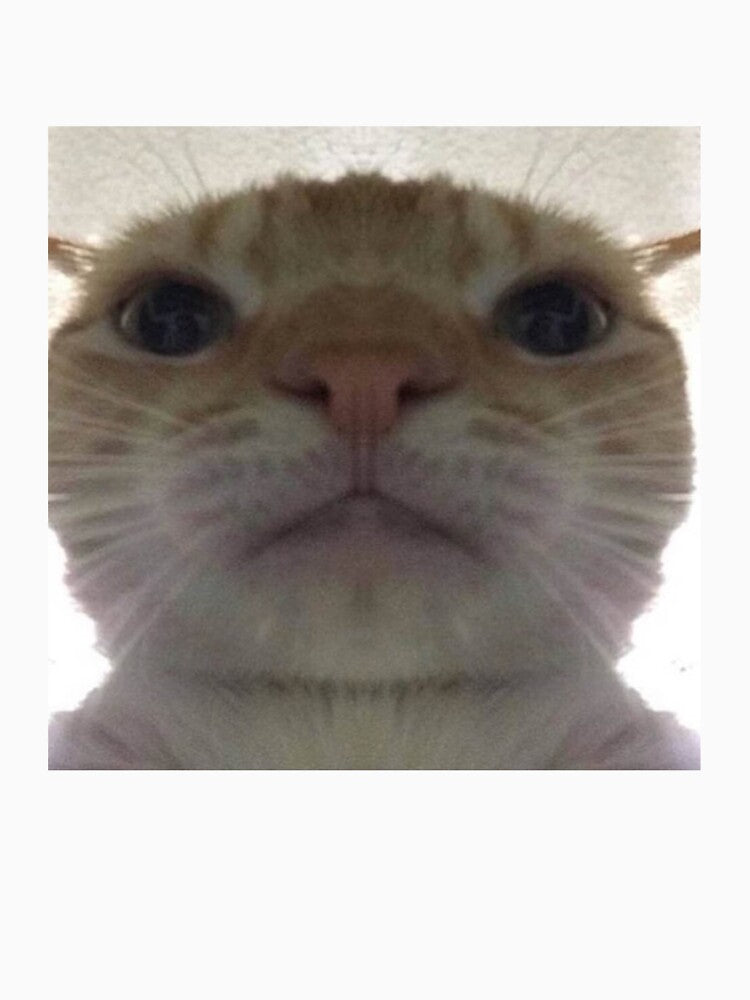Selfie Cat by PapaKnox