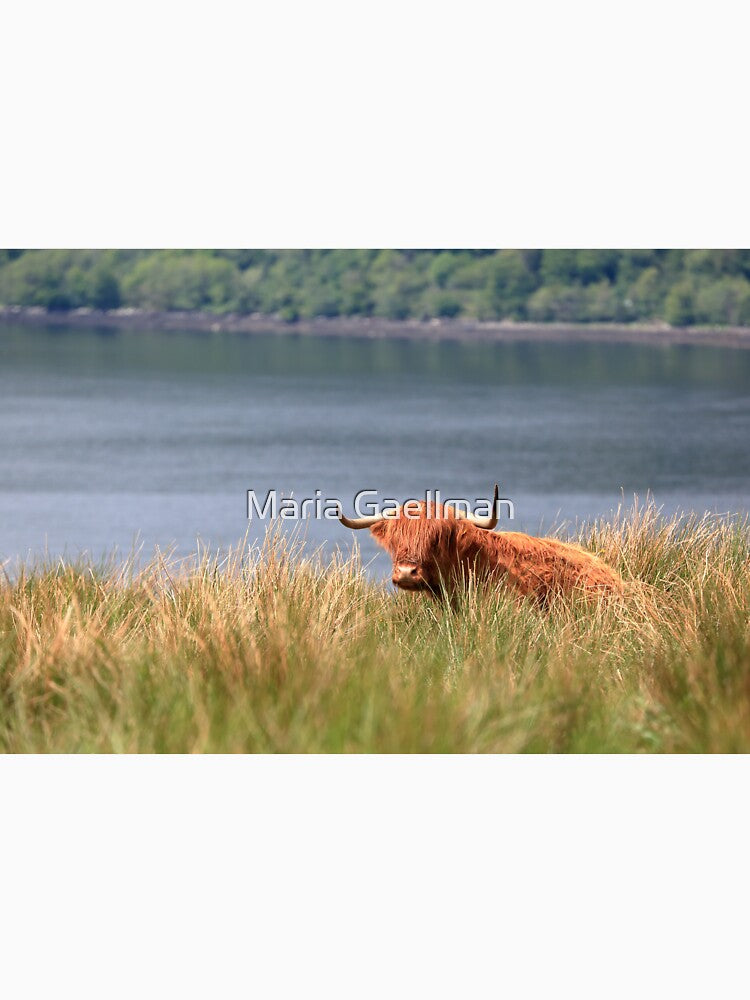 Highland Cow resting in the grass above Loch Fyne by Maria Gaellman
