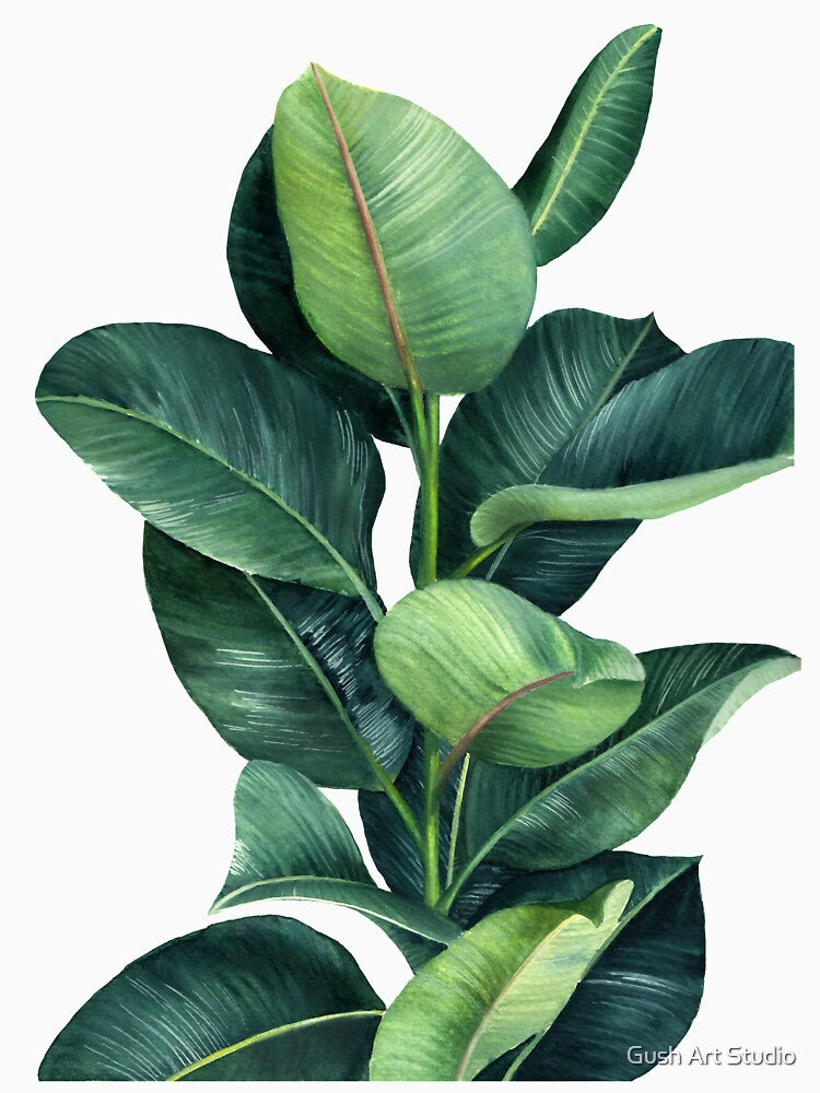 Ficus Plant Illustration by Ana Moguš
