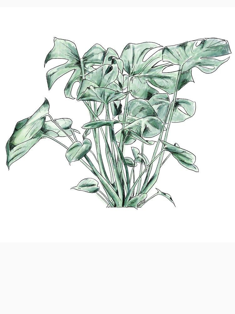 Botanical Monstera Study Watercolor Art by Nathan Graves Art