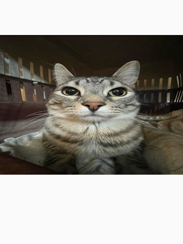 Cat looking directly at you by Greg Heffley