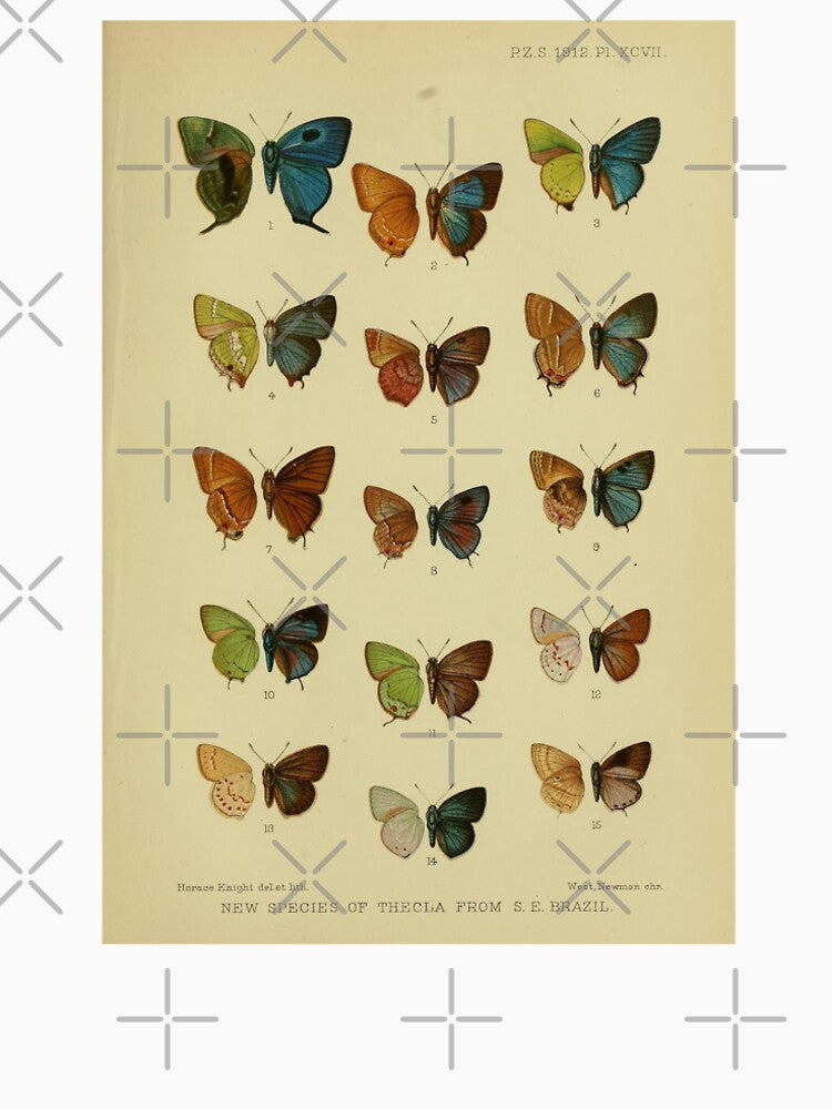 Butterflies Vintage Scientific Illustration by bookishneighbor
