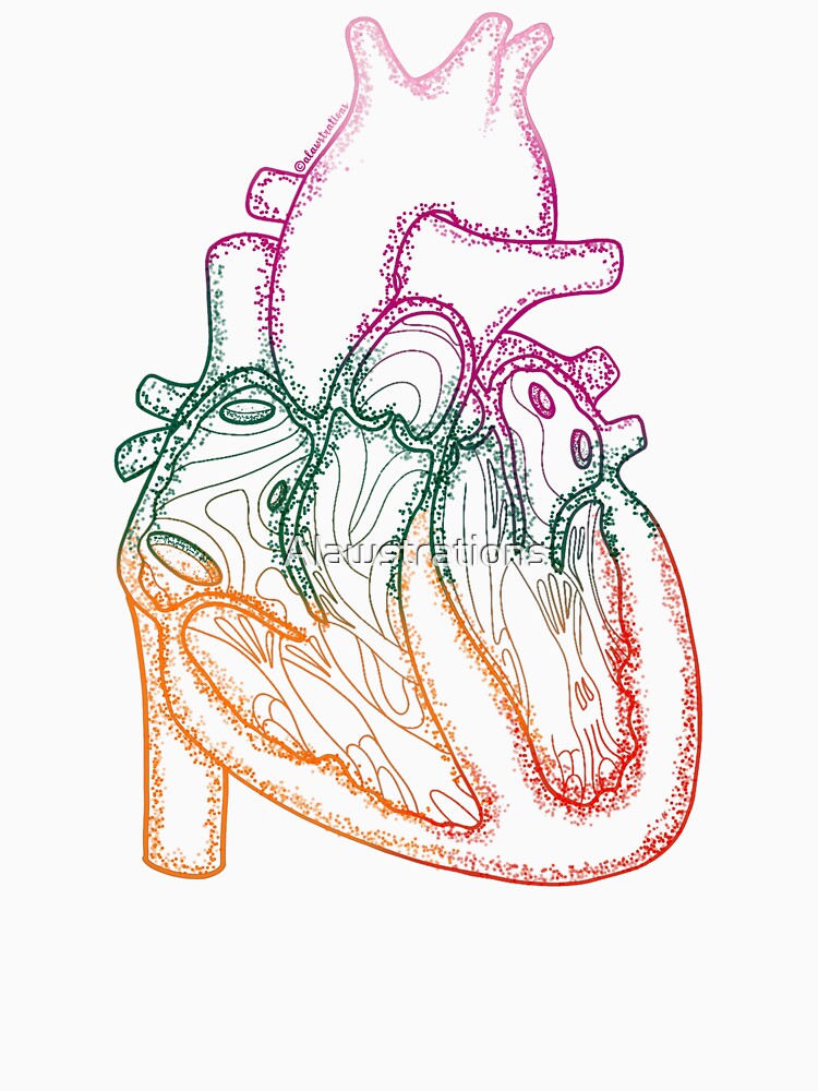 Anatomical Heart by Alawstrations