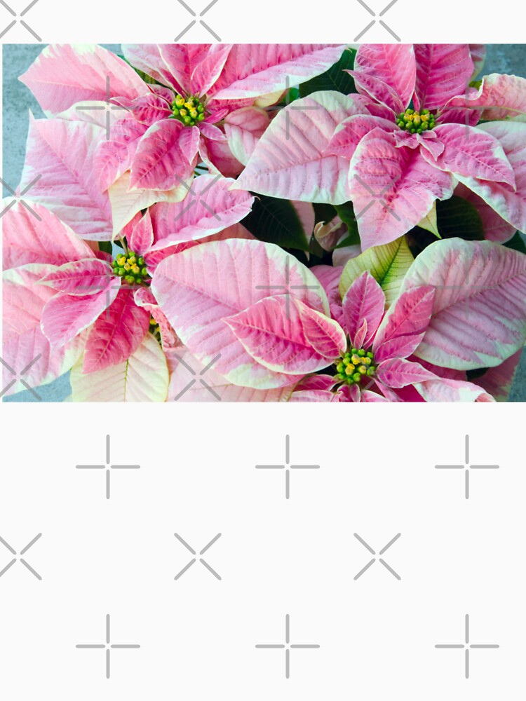 Pink Poinsettia Flowers Christmas Shabby by JimNEmDesigns