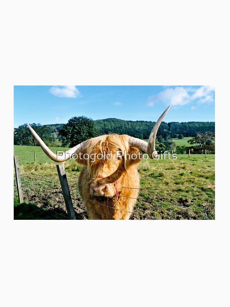 Scottish Highland cow by Photogold Photo Gifts