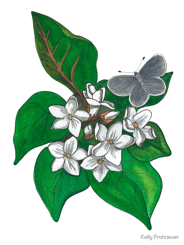 Mayflower Blossoms with Butterfly by Kelly Frohnauer