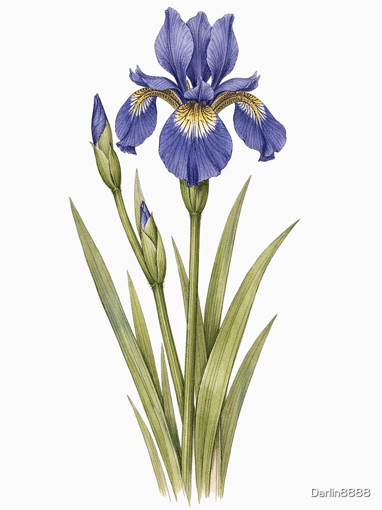 Blue Iris Vintage Botanical Print - Antique Iris Wall Art by Darlin8888