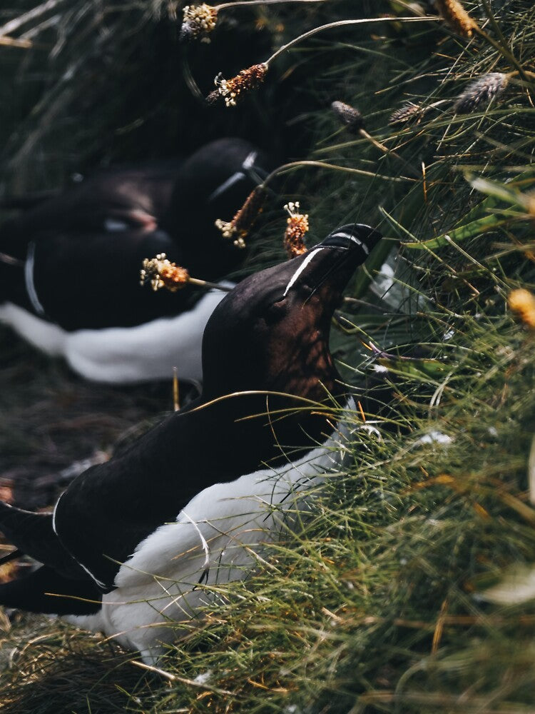 Razorbill by photobytableau