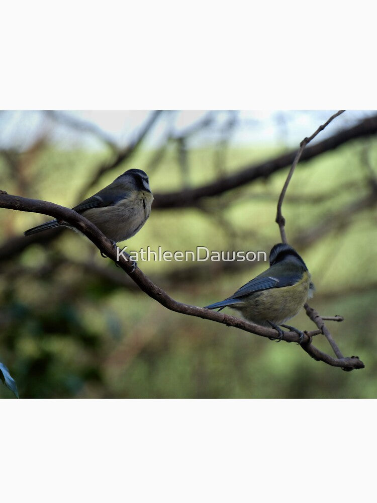 blue tits by KathleenDawson