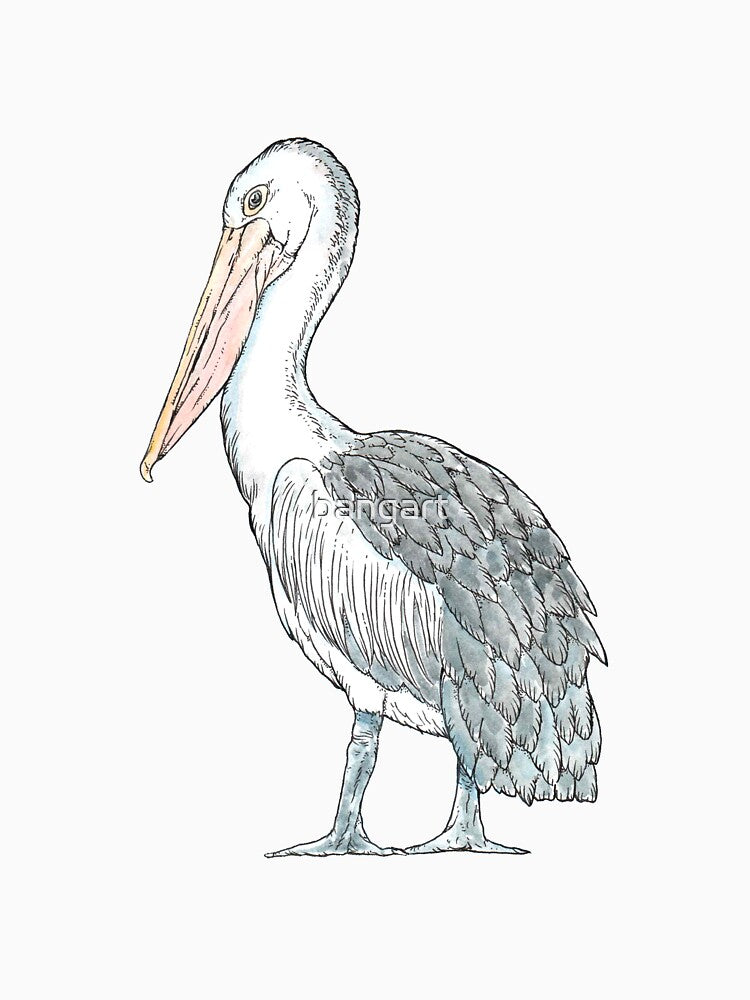 Australian Pelican by bangart
