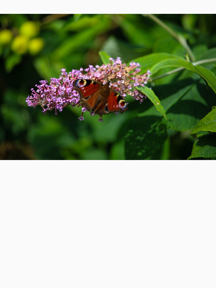 Butterfly on Buddeliea by sammbramm