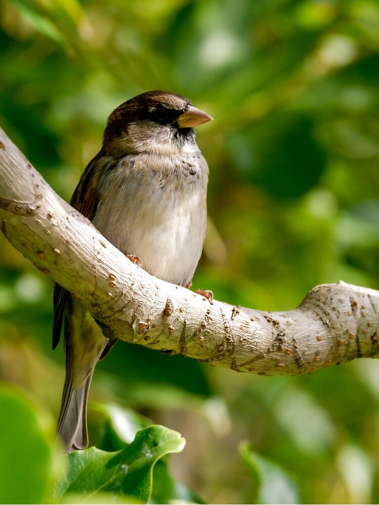 Sparrow by photobytableau