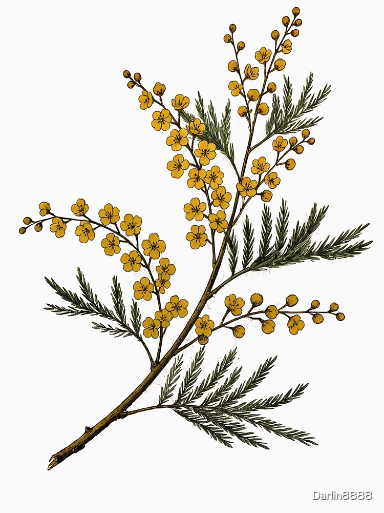 Vintage Mimosa Branch Illustration - Botanical Mimosa Flowers by Darlin8888