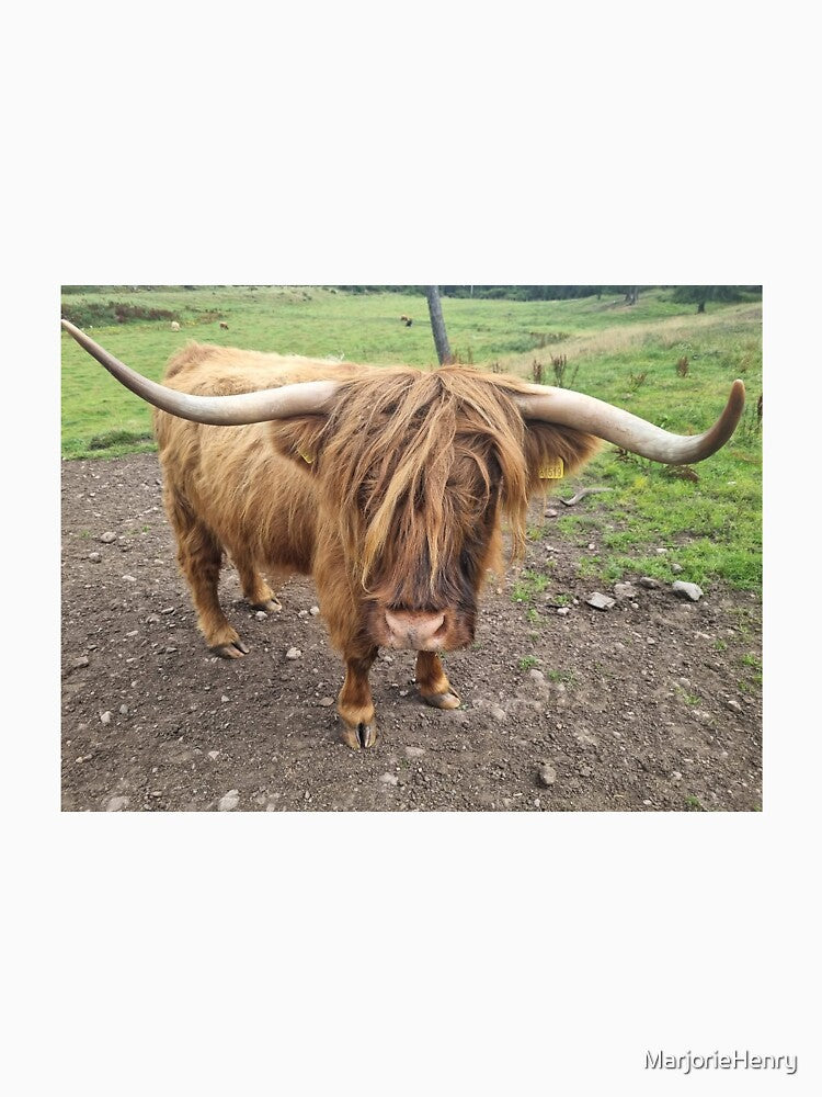 scottish highland cattle by MarjorieHenry