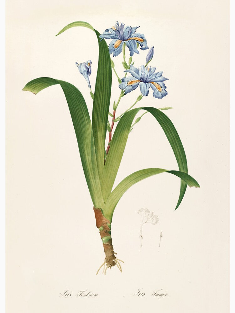 Iris japonica - Butterfly Flower Illustration by FloraObscura