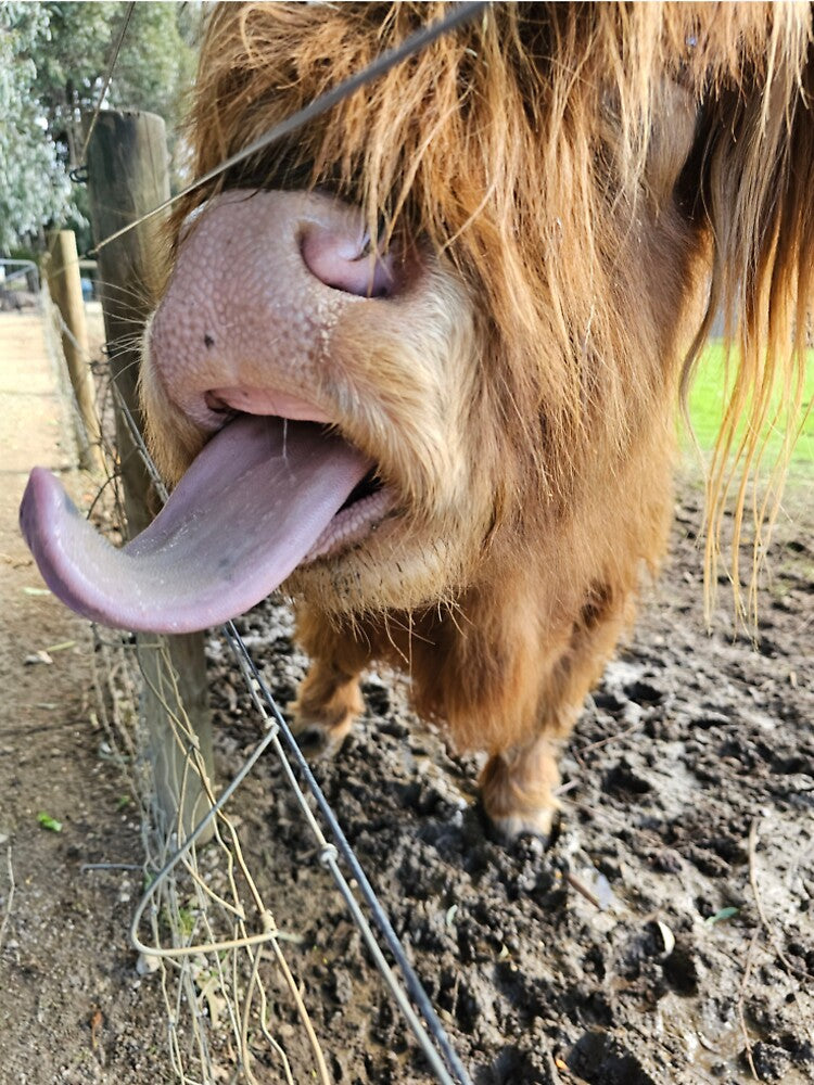 Highland Cow by cassinki